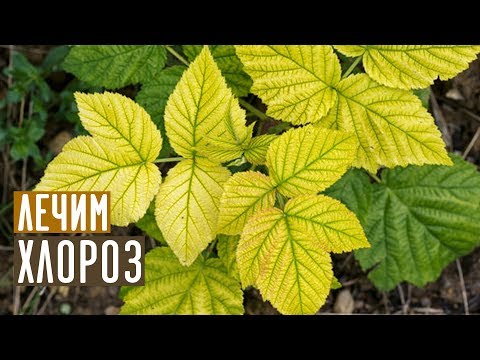 Видео: Самый эффективный метод борьбы с хлорозом / Садовый гид