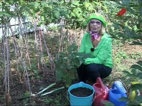 Видео: Сад.  Серия 199.  Малина