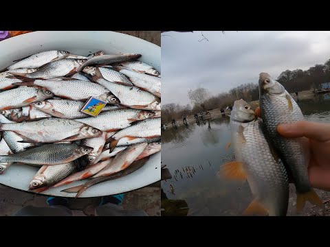 Видео: РЫБАКИ СМОТРЯТ КАК Я ЛОВЛЮ ОГРОМНУЮ ПЛОТВУ НА ЭТУ НАСАДКУ! ТАКОГО КЛЁВА ЮТУБ НЕ ВИДЕЛ  НА ПОПЛАВОК!