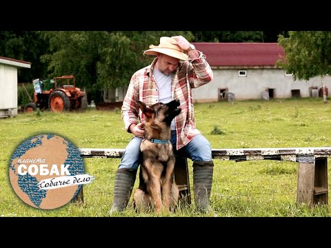 Видео: Планета собак. Собачье дело. Собаки-пастухи. Овчарка, бордер-колли, корги, австралийский келпи