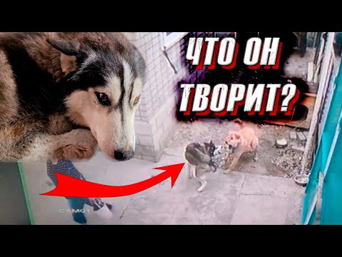 Видео: Хаска подрался с Персом и напал на Леди🤦‍♀️ Джесси знакомится с нашим зоопарком.