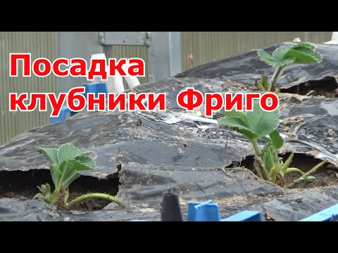 Видео: Посадка клубники Фриго в теплицу весной и как сохранить рассаду Фриго до высадки в открытый грунт.