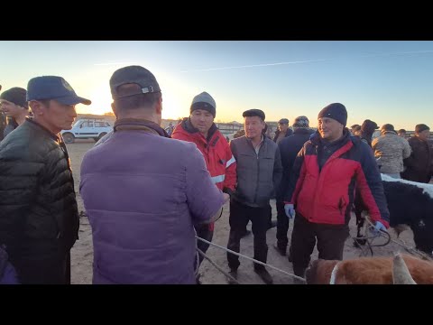 Видео: АБАЙ_ЭМКАДУС МАЛ БОЗОР НАРХЛАР  САВДО ЙОК