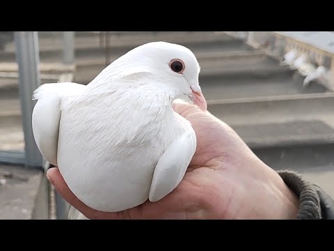 Видео: Бойние голуби. В гостях у Химича. 17.12.21 Грузия. Гори