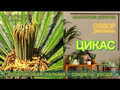 Видео: Цикас (саговниковая пальма)