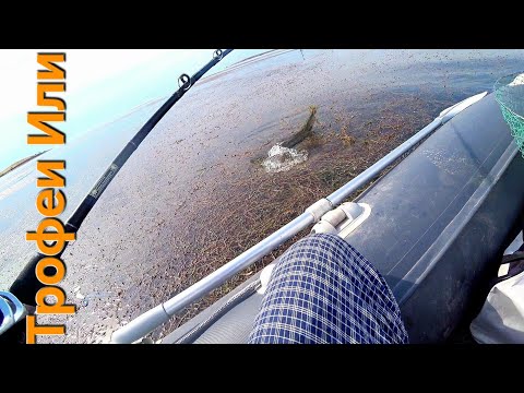 Видео: ✅️.РЫБАЛКА НА ЗМЕЕГОЛОВА В БУХТЕ//ВЫХОДЫ АТАКИ СХОДЫ