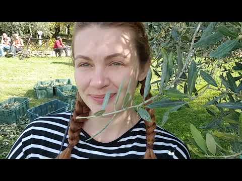 Видео: Как собирают в Италии оливки и делают оливковое масло