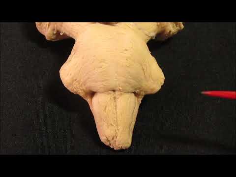 Видео: Продолговатый мозг