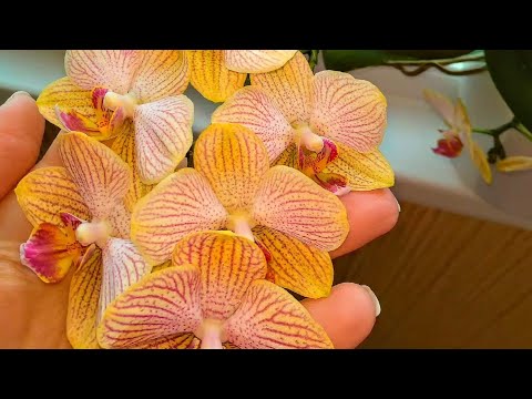 Видео: ОТ ЭТОГО УХОДА ЗАЦВЕТАЮТ ВСЕ ОРХИДЕИ ! СУПЕР ПОДКОРМКА И ЦВЕТЕНИЕ ОРХИДЕЙ ! УХОД ДЛЯ ФАЛЕНОПСИСОВ !