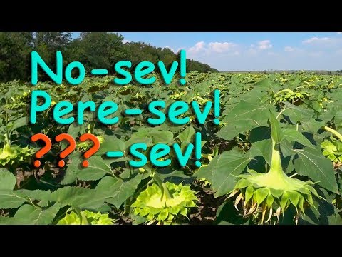 Видео: Три секретных технологии выращивания подсолнуха!