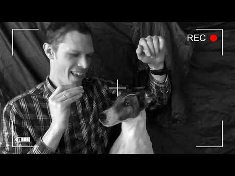 Видео: Как купить щенка фокстерьера и не лохануться