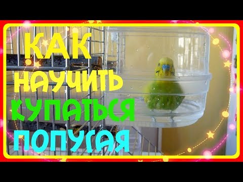 Видео: КАК НАУЧИТЬ ПОПУГАЯ КУПАТЬСЯ/КУПАНИЕ ВОЛНИСТОГО ПОПУГАЯ ТОШИ/СМЕШНОЙ ПОПУГАЙ/зеленый попугайчик TV
