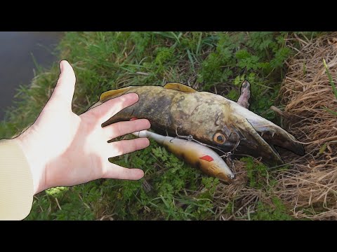 Видео: КАТАСТРОФА при ловле большой щуки!