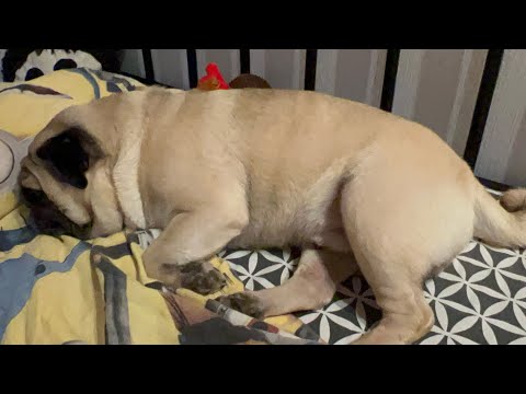 Видео: Как спит мопс?Храп и сопение мопса🐶😴