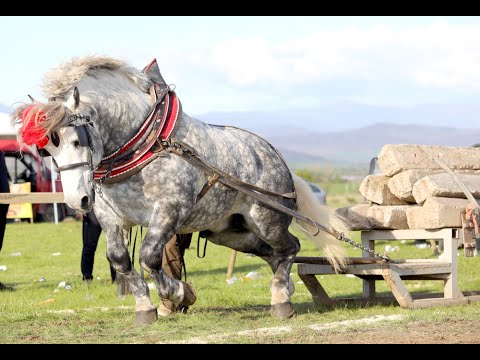 Видео: Надтегляне с коне, село Лесново – 1 май, 2023