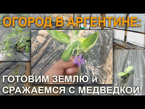 Видео: Огород в Аргентине: готовим землю и сражаемся с медведкой