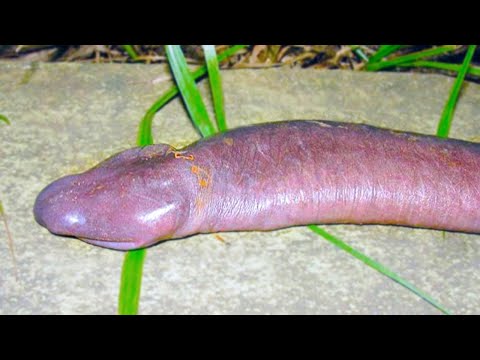 Видео: В это Невозможно Поверить, но такие ЖИВОТНЫЕ реально Существуют! Топ 10