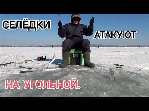 Видео: Тайны уловистой блесны для ловли селёдки. Ловлю селёдку на угольной.