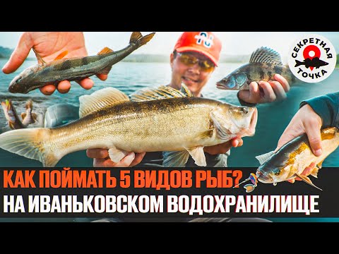 Видео: СЕКРЕТНОЕ ПОДМОСКОВНОЕ ВОДОХРАНИЛИЩЕ | Рыбалка на джиг без паноптикса | Секретная Точка
