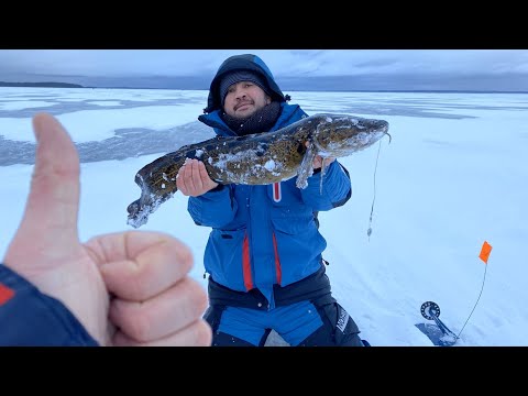 Видео: Ловля крупного налима | Долгожданный трофей