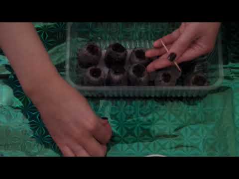 Видео: АСМР/Странные АСМР Триггеры/Сажаю Семена Цветов/ASMR/Soft Spoken/ASMR Triggers/