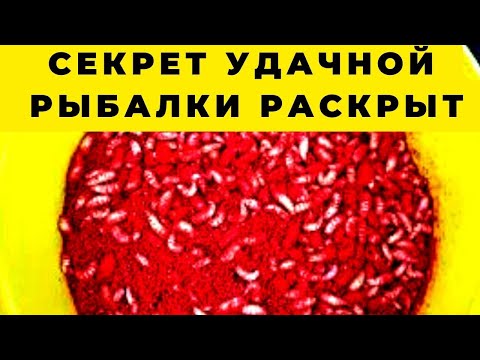 Видео: Секреты подготовки и применения опарыша  чтобы ловить  в разы лучше