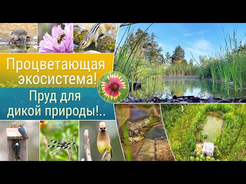 Видео: Маленький пруд для дикой природы!