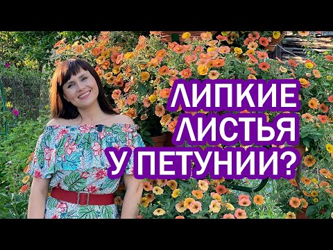 Видео: Липкие листья у петунии? жучки на листьях? Тля?  Как бороться?