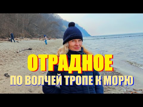 Видео: Отрадное(ex.Georgenswalde)-волчья тропа, море,виллы и парк Янтарного периода.Калининградская обл.
