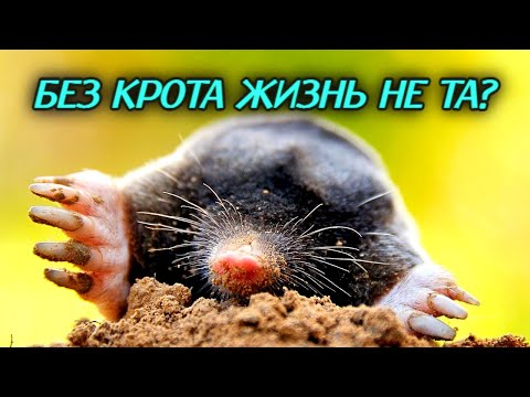 Видео: Кроты приносят пользу земле? Тайна кротовой норы