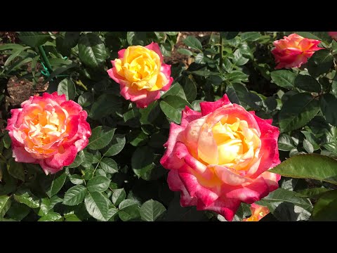 Видео: Розы. Приглашаю насладиться красотой моего сада. 🌹🌹🌹
