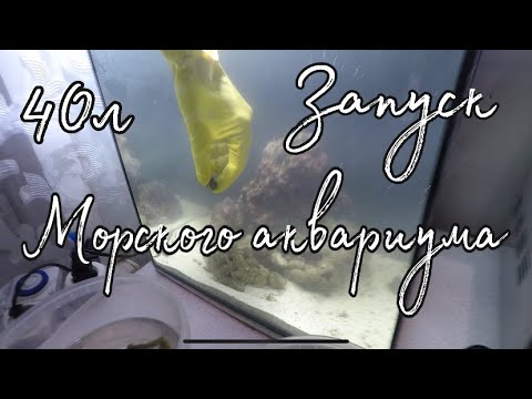 Видео: Запуск морского аквариума на 40 литров