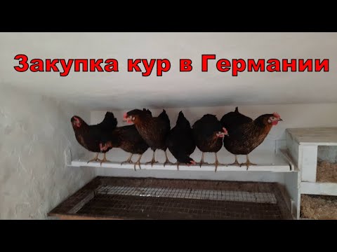 Видео: Закупка кур в Германии