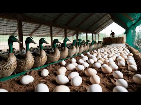 Видео: Разведение местных уток. Как выращивать местных уток для получения яиц.