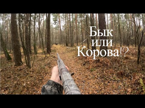 Видео: ПОГОНЯ за ЛОСЁМ. Стрелять или нет? Вот в чём вопрос...