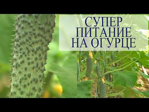 Видео: Кассиус обзор великолепного огурца. Супер питание на огурце