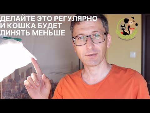 Видео: Если кошка или кот сильно линяют проверьте эти 8 пунктов