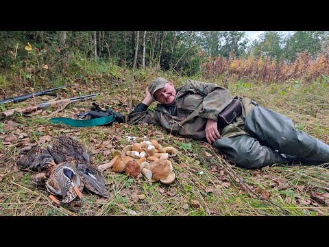 Видео: ОФИГЕННАЯ ОХОТА НА УТКУ 🦆И НА БЕЛЫЕ ГРИБЫ🍄
