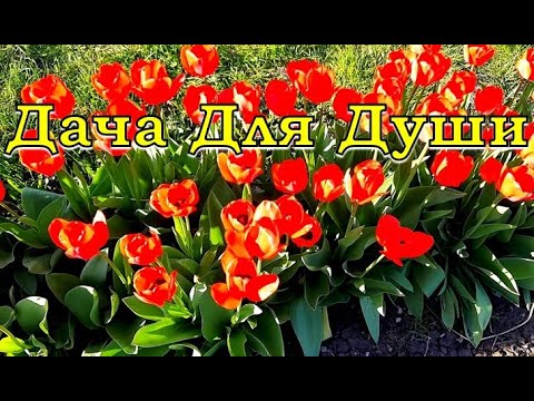 Видео: 7 «Почему»  не цветут тюльпаны и как это исправить🌷🌷🌷