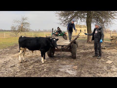 Видео: Улюблена справа… Бички укомплектовані, відгодівля!