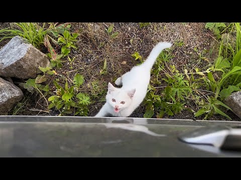 Видео: Не уходи! Пожалуйста, возьми меня с собой!