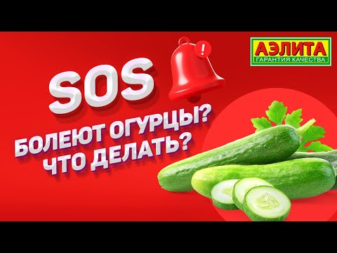 Видео: Что делать когда болеют огурцы