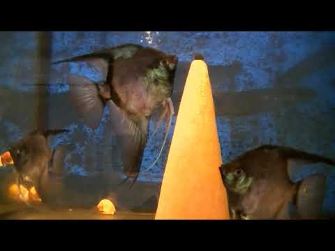 Видео: Разведение скалярий Пиной Параиба.