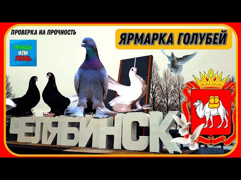 Видео: Как обманывают людей на птичьем рынке.Проверка на честность Ярмарка голубей, Челябинск Столица Урала