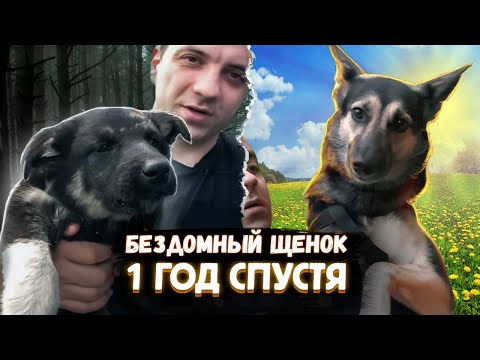 Видео: Щенок со свалки ГОД СПУСТЯ. Узнает меня или нет...