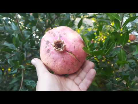 Видео: 16 октября 2022 г.