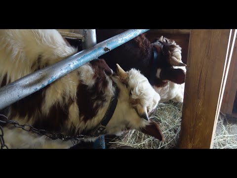 Видео: Прочный ошейник для быков.