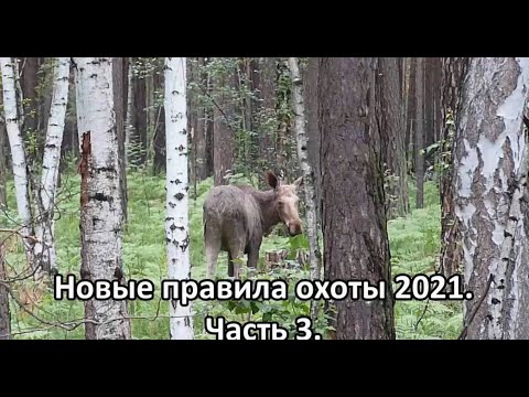 Видео: Очень важно! Новые правила охоты  Часть 3. Коллективная охота.