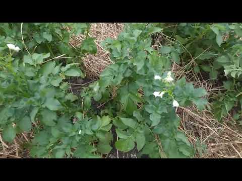 Видео: 23. Плодородие против колорадского жука! Это работает!