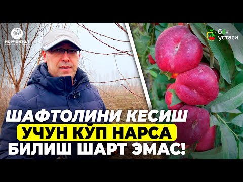 Видео: 4 МЕТРЛИК ШАФТОЛИНГИЗ БОРМИ? КЕЛИНГ БИРГА КЕСАМИЗ! | ШУҲРАТ АБРОРОВ #shuhratabrorov #shaftoli #shakl
